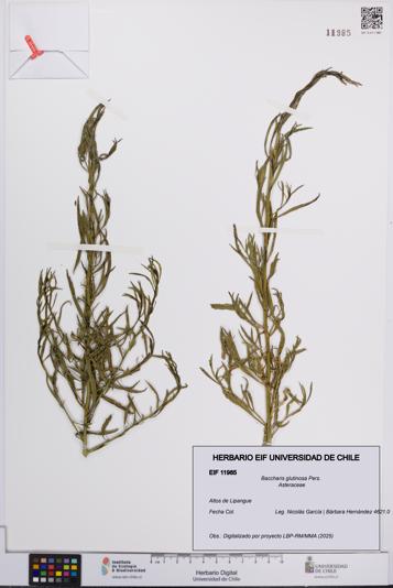 Baccharis glutinosa [Espécimen: UCH:EIF:0011985]