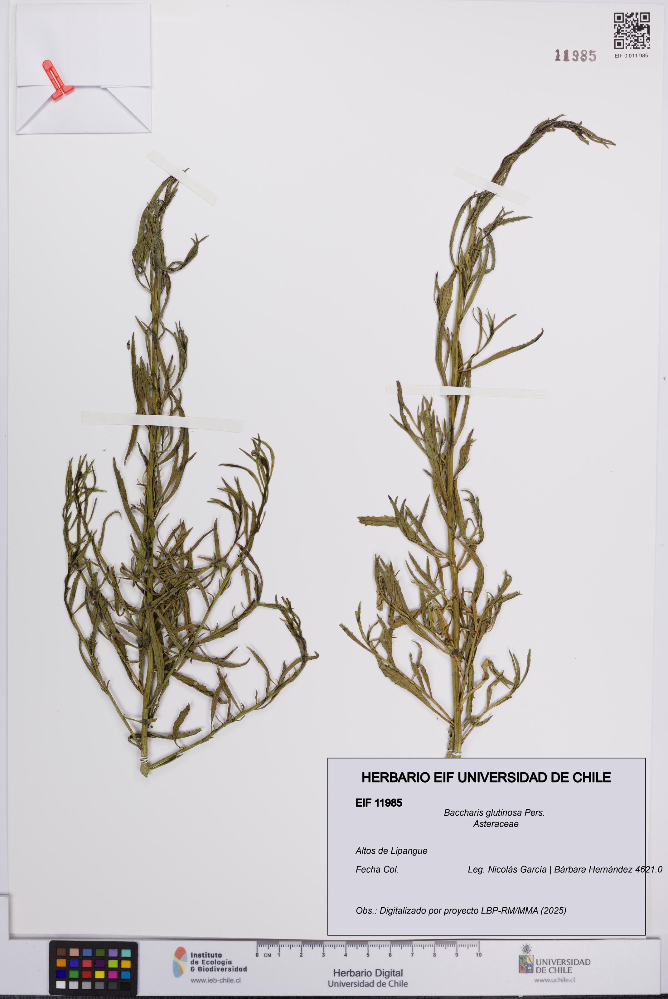 Baccharis glutinosa [Espécimen: UCH:EIF:0011985]