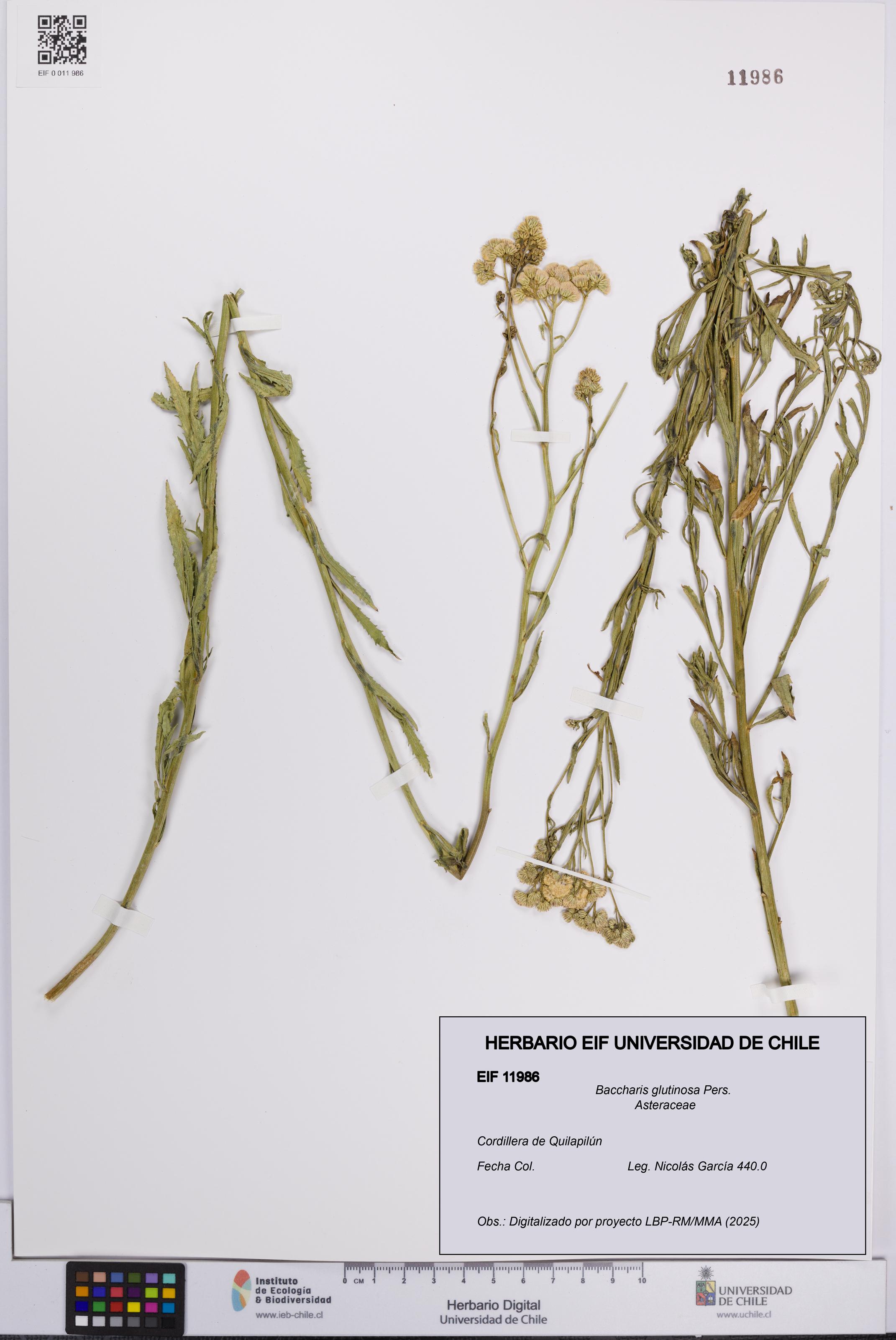 Baccharis glutinosa [Espécimen: UCH:EIF:0011986]