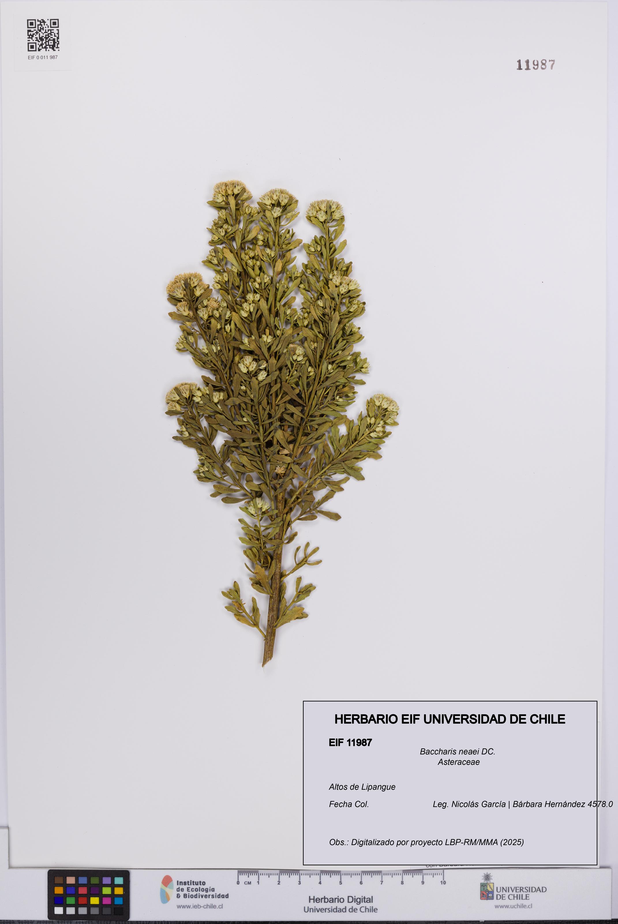 Baccharis neaei [Espécimen: UCH:EIF:0011987]