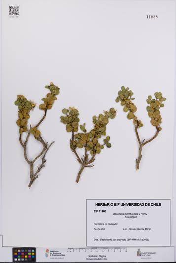 Baccharis rhomboidalis [Espécimen: UCH:EIF:0011988]