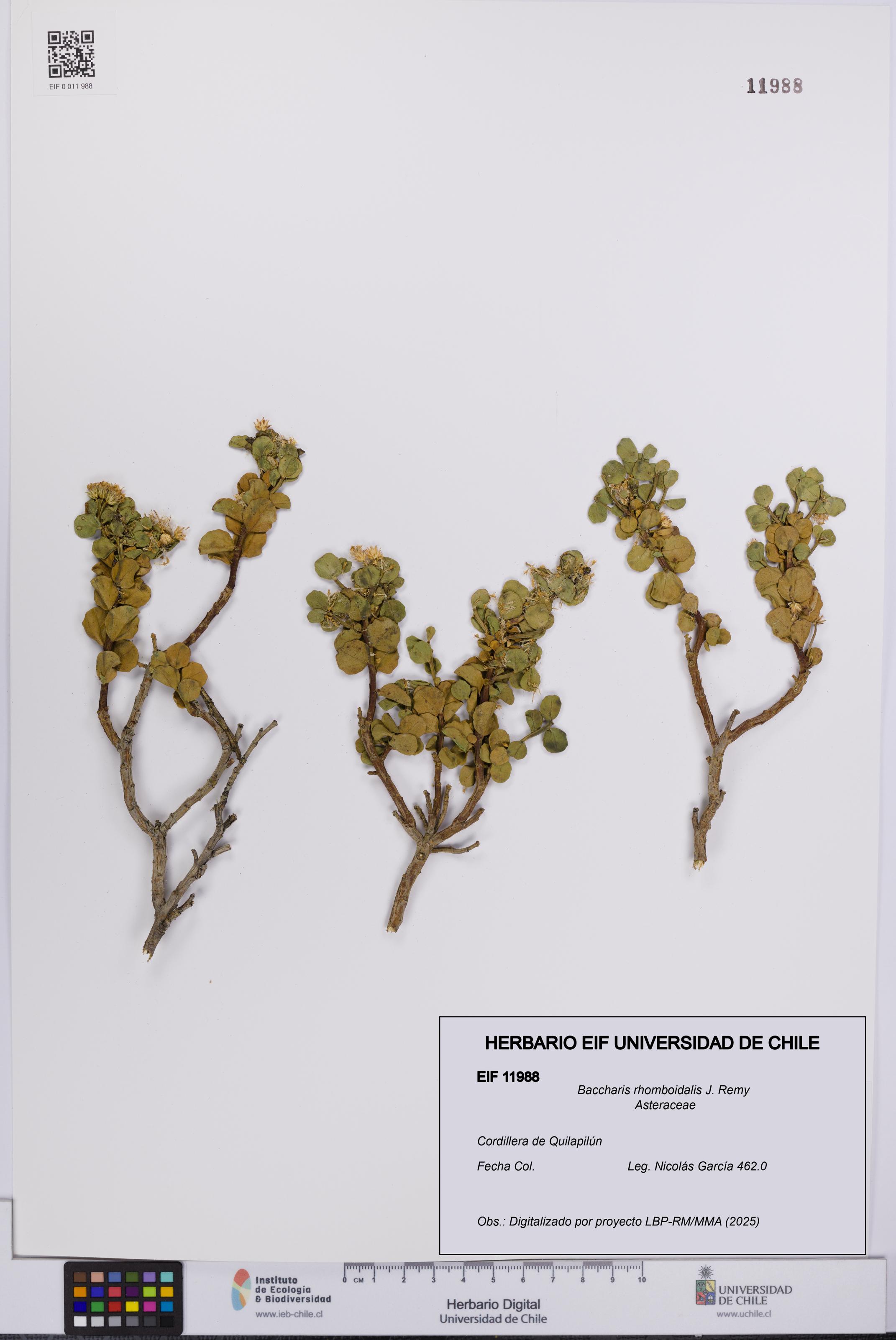 Baccharis rhomboidalis [Espécimen: UCH:EIF:0011988]