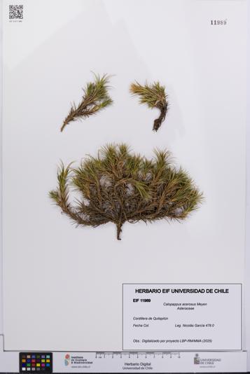 Calopappus acerosus [Espécimen: ]