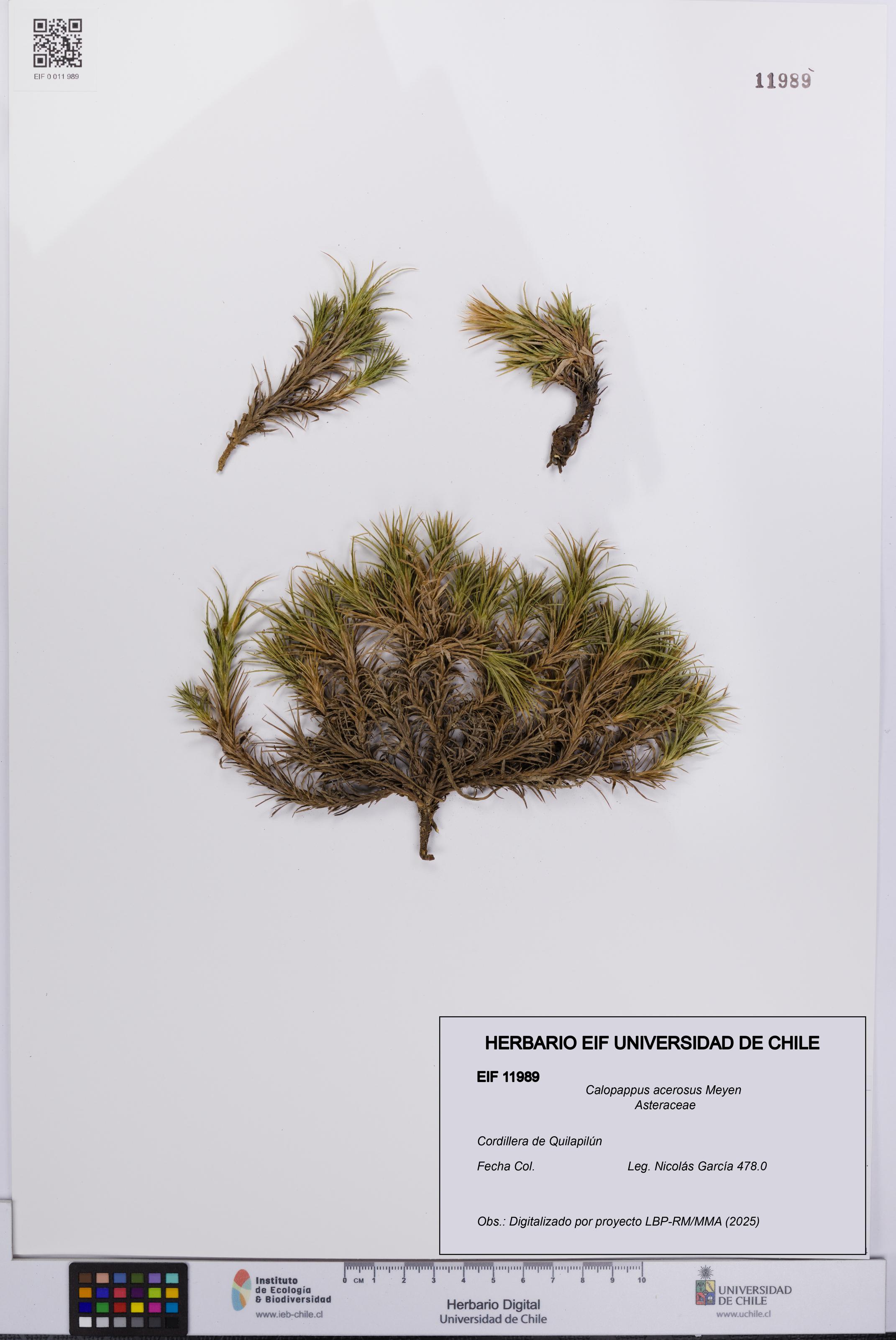 Calopappus acerosus [Espécimen: ]
