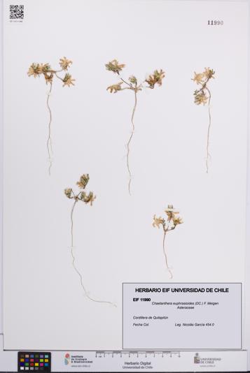 Chaetanthera euphrasioides [Espécimen: UCH:EIF:0011990]