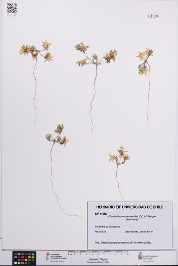 Chaetanthera euphrasioides [Espécimen: UCH:EIF:0011990]