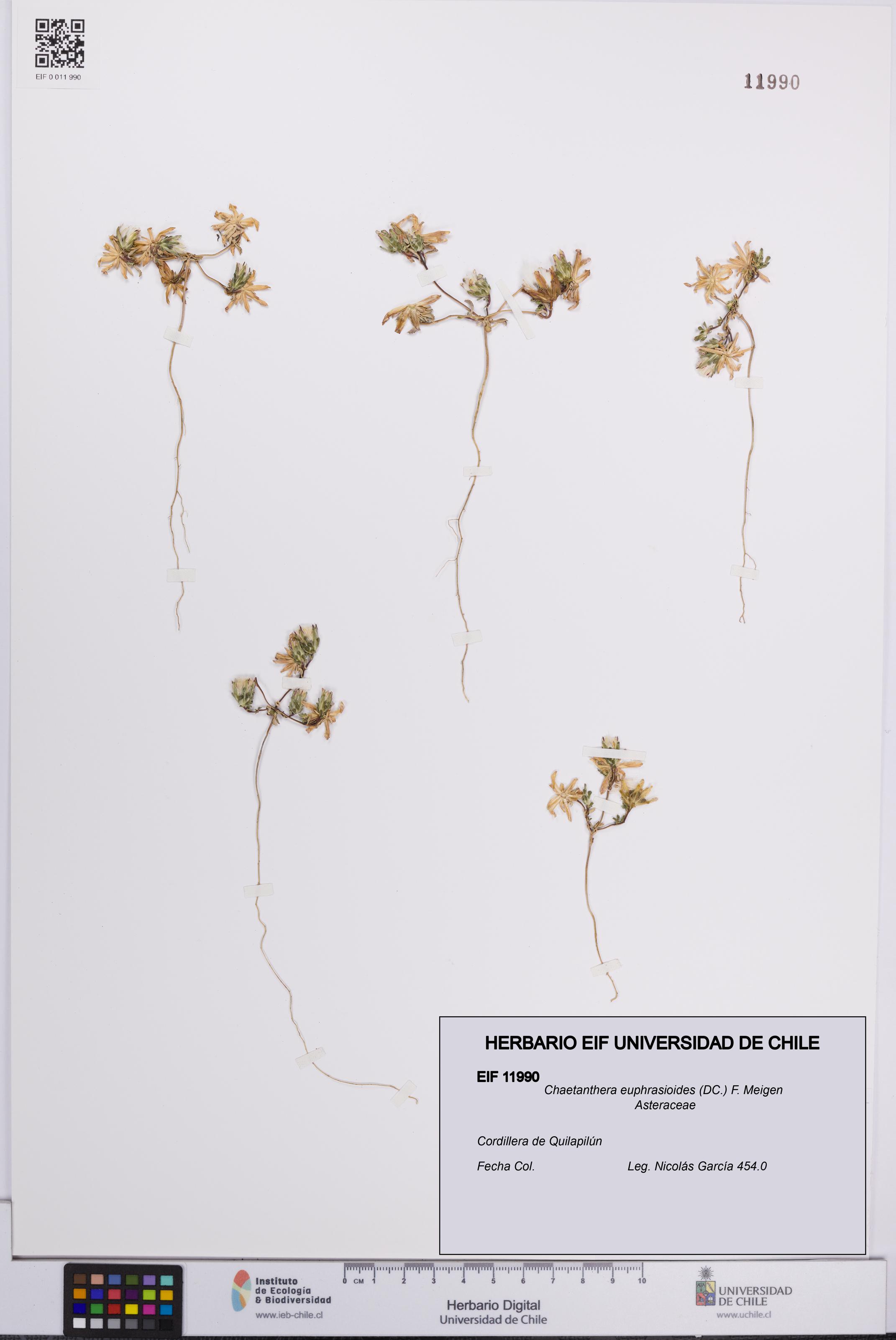 Chaetanthera euphrasioides [Espécimen: UCH:EIF:0011990]