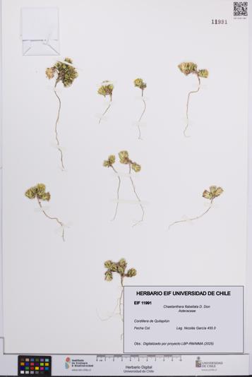 Chaetanthera flabellata [Espécimen: UCH:EIF:0011991]