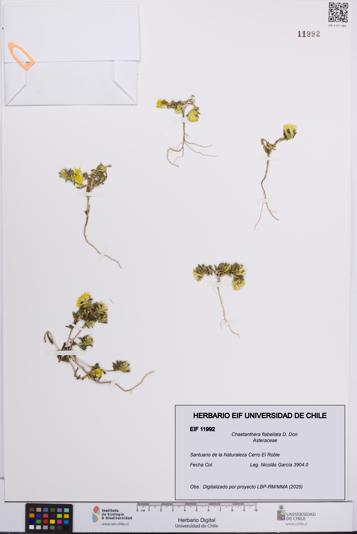 Chaetanthera flabellata [Espécimen: UCH:EIF:0011992]