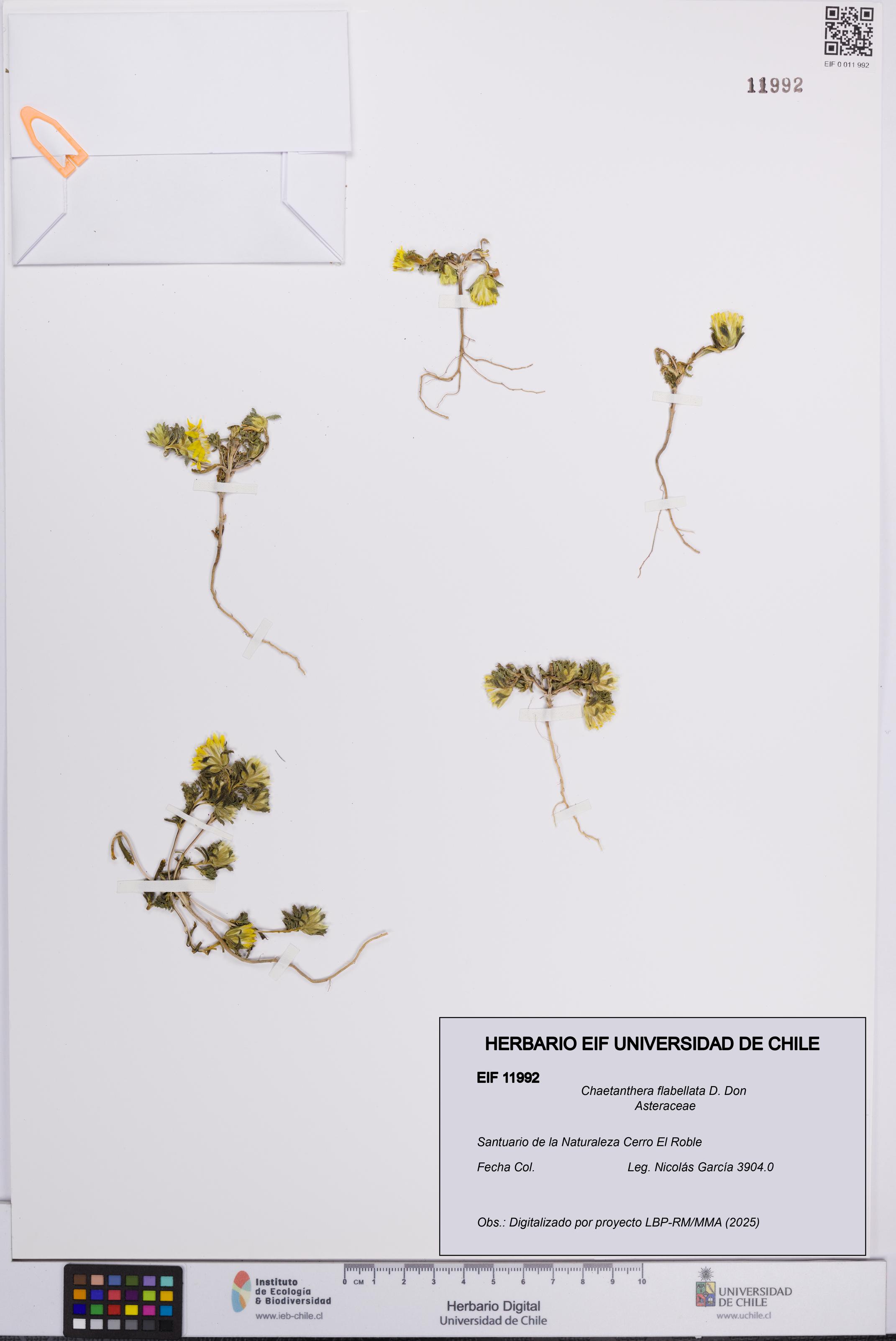 Chaetanthera flabellata [Espécimen: UCH:EIF:0011992]