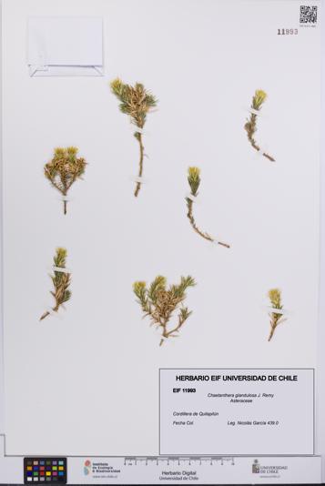UCH:EIF:0011993