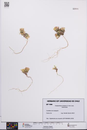 Chaetanthera limbata [Espécimen: UCH:EIF:0011994]