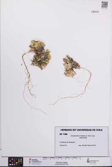 Chaetanthera limbata [Espécimen: UCH:EIF:0011995]