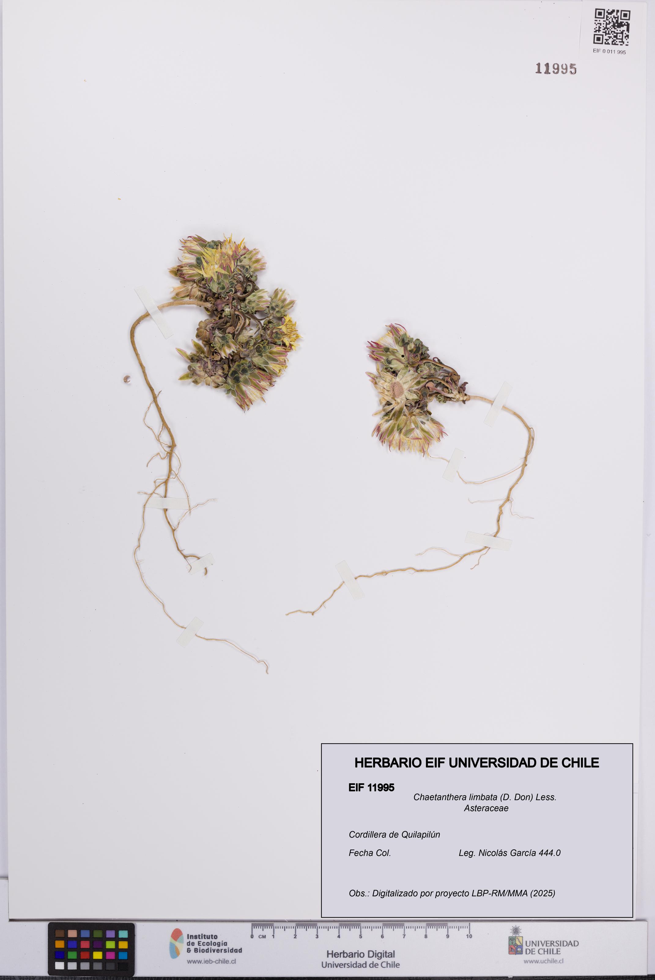 Chaetanthera limbata [Espécimen: UCH:EIF:0011995]