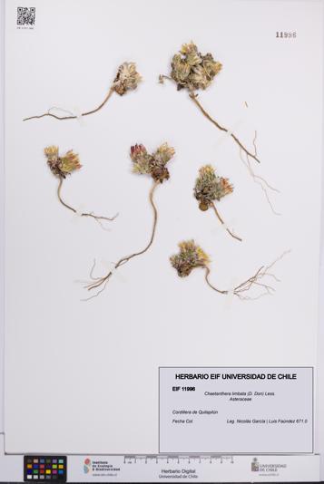 Chaetanthera limbata [Espécimen: UCH:EIF:0011996]