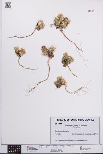 Chaetanthera limbata [Espécimen: UCH:EIF:0011996]