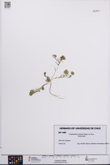 Chaetanthera linearis [Espécimen: UCH:EIF:0011997]