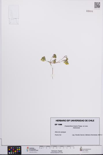 Chaetanthera linearis [Espécimen: UCH:EIF:0011998]