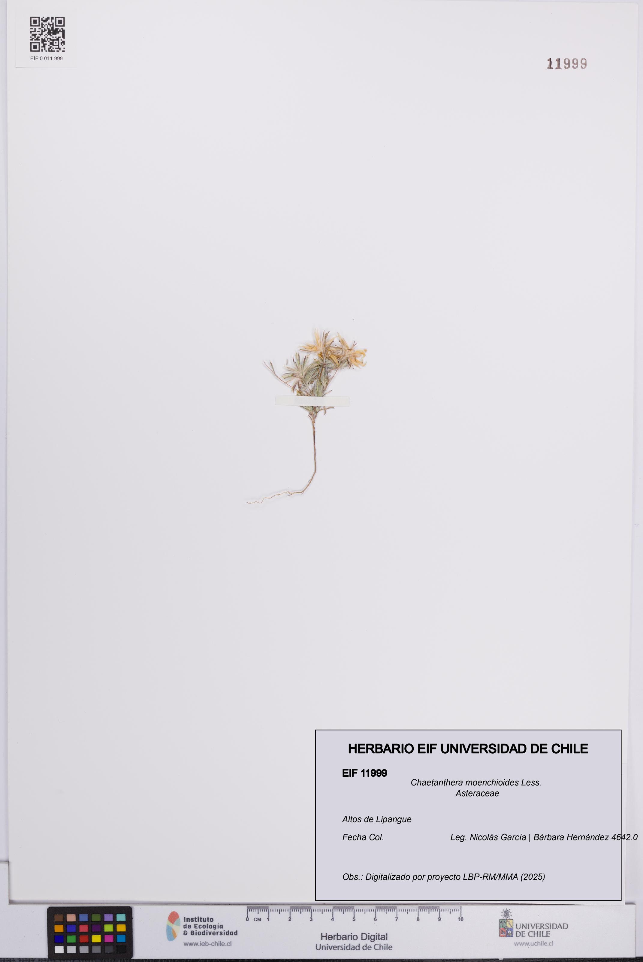 Chaetanthera moenchioides [Espécimen: UCH:EIF:0011999]