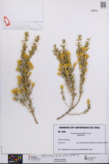 Chuquiraga oppositifolia [Espécimen: UCH:EIF:0012000]