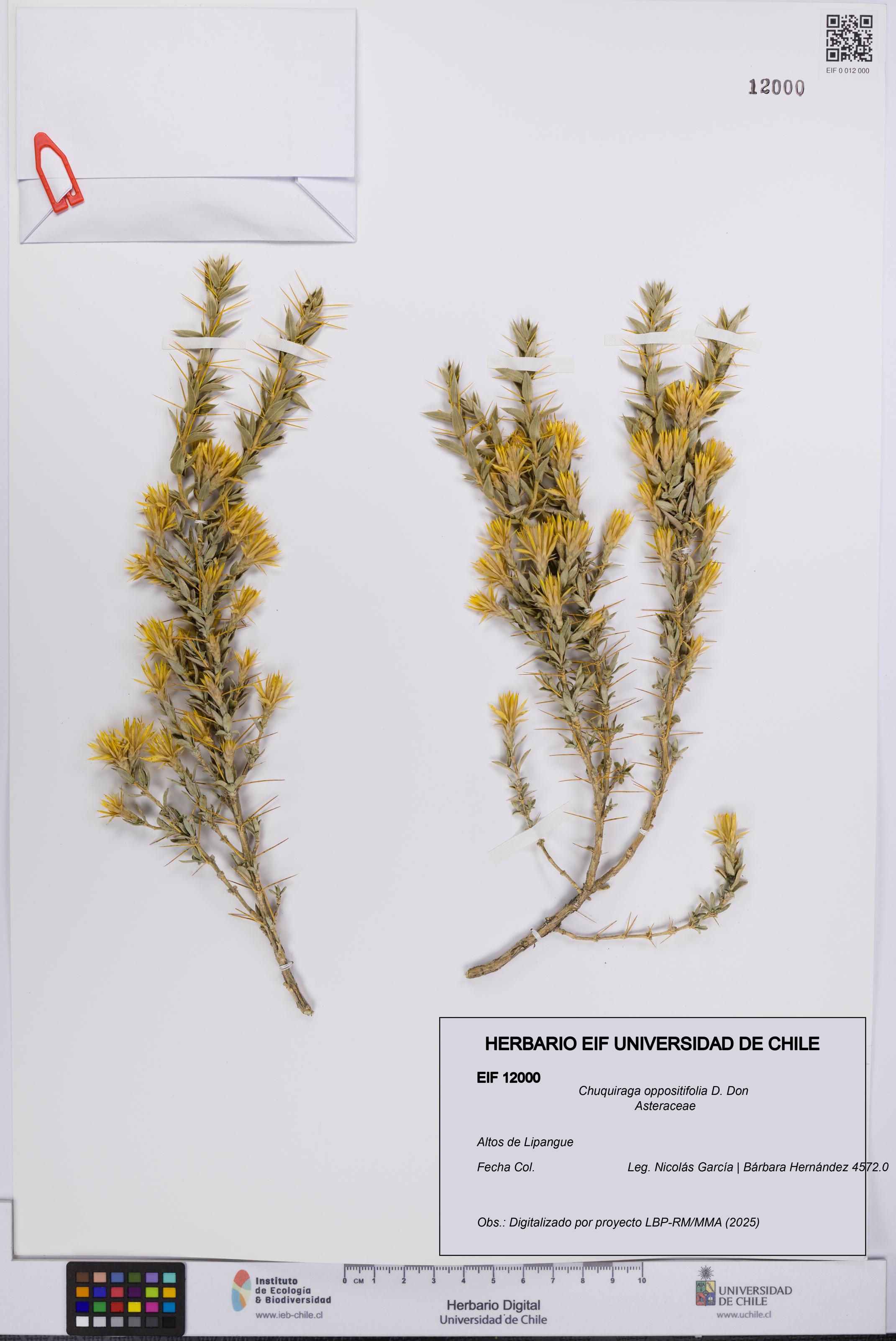 Chuquiraga oppositifolia [Espécimen: UCH:EIF:0012000]