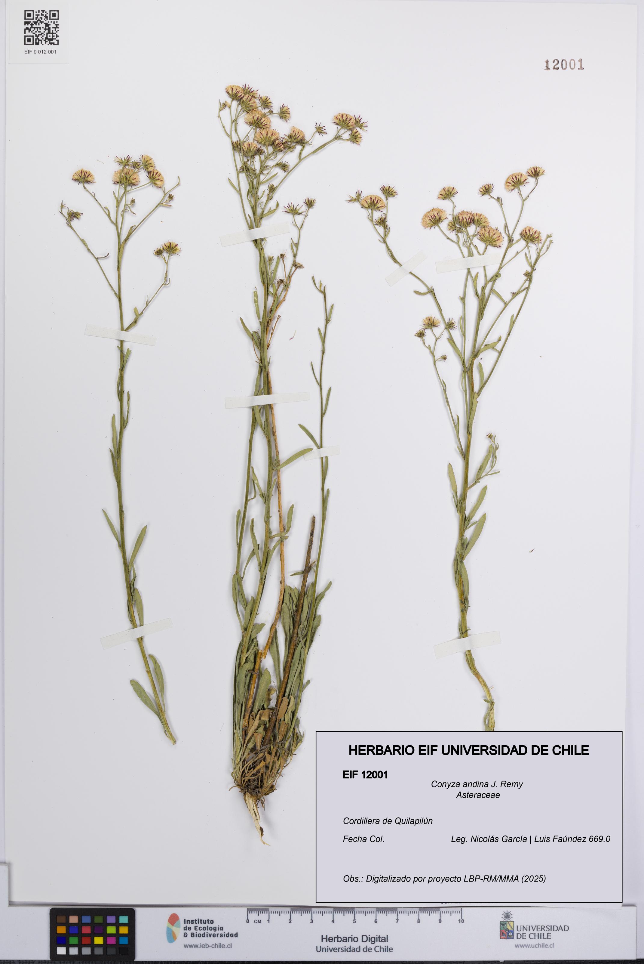 Conyza andina [Espécimen: UCH:EIF:0012001]