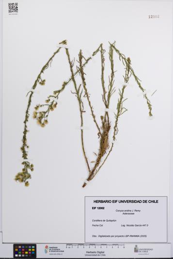 Conyza andina [Espécimen: UCH:EIF:0012002]
