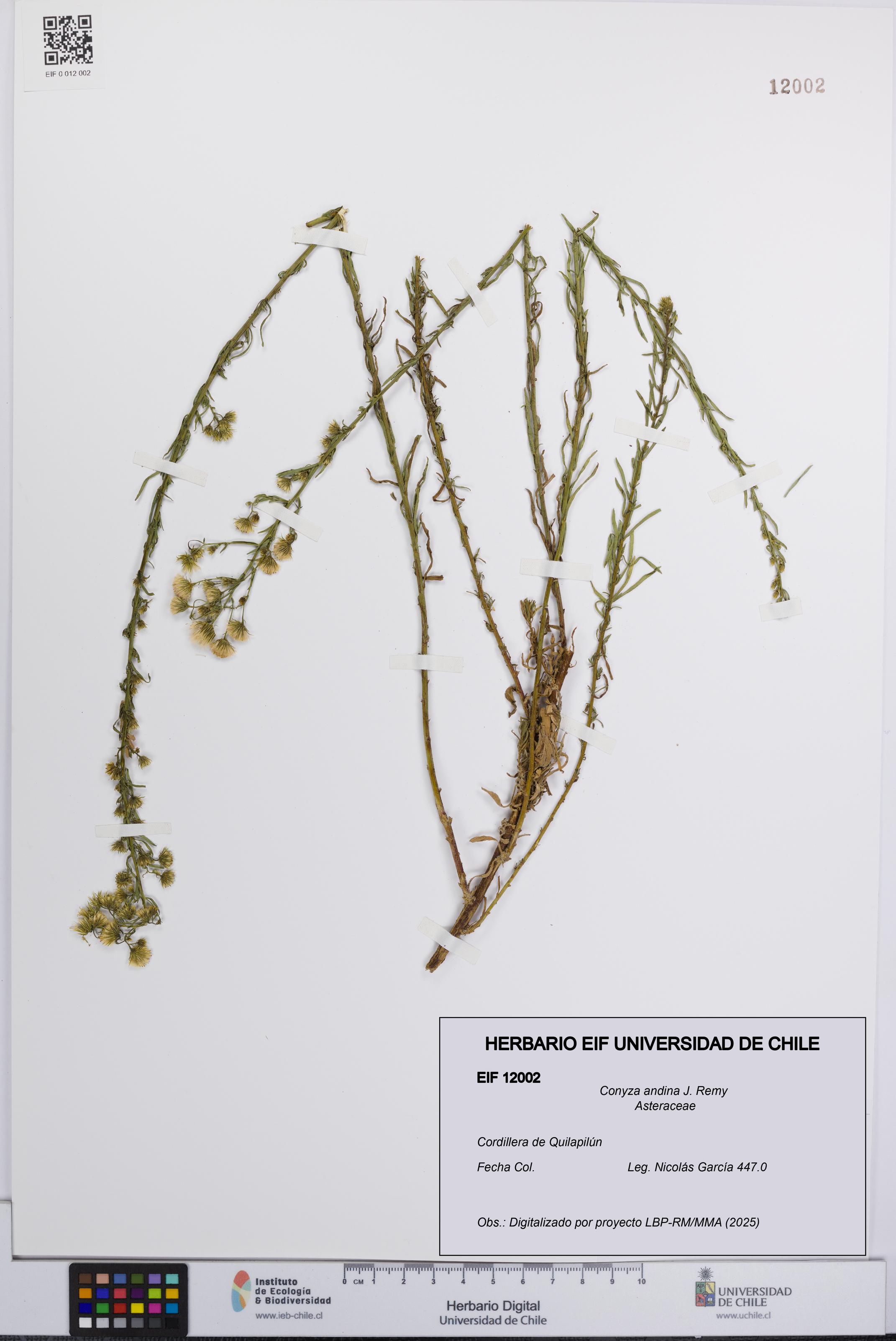 Conyza andina [Espécimen: UCH:EIF:0012002]