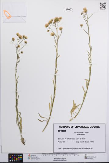 Conyza andina [Espécimen: UCH:EIF:0012003]