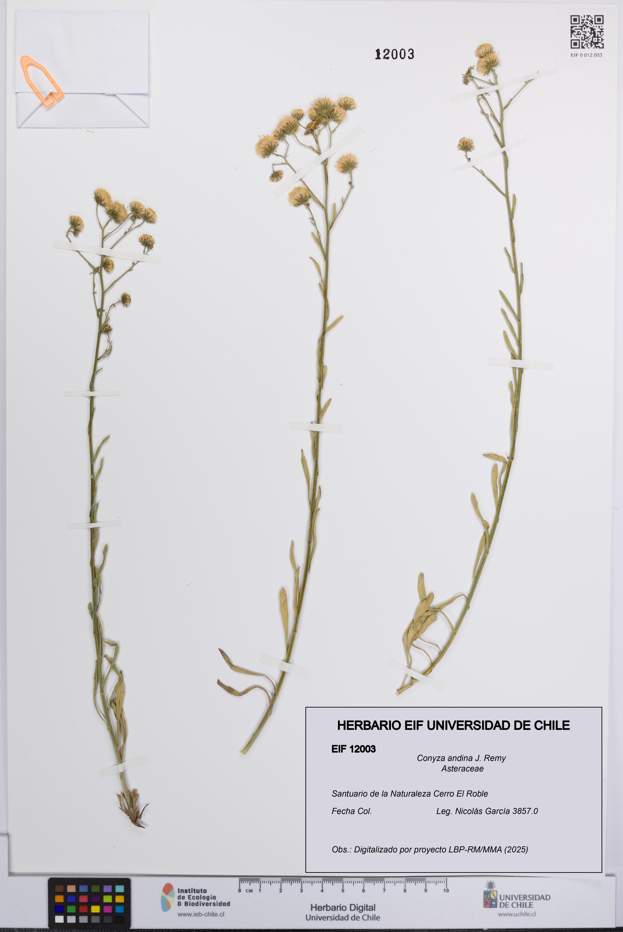 Conyza andina [Espécimen: UCH:EIF:0012003]