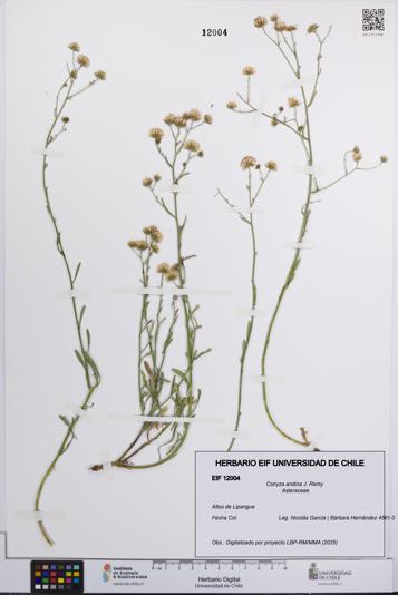 Conyza andina [Espécimen: UCH:EIF:0012004]