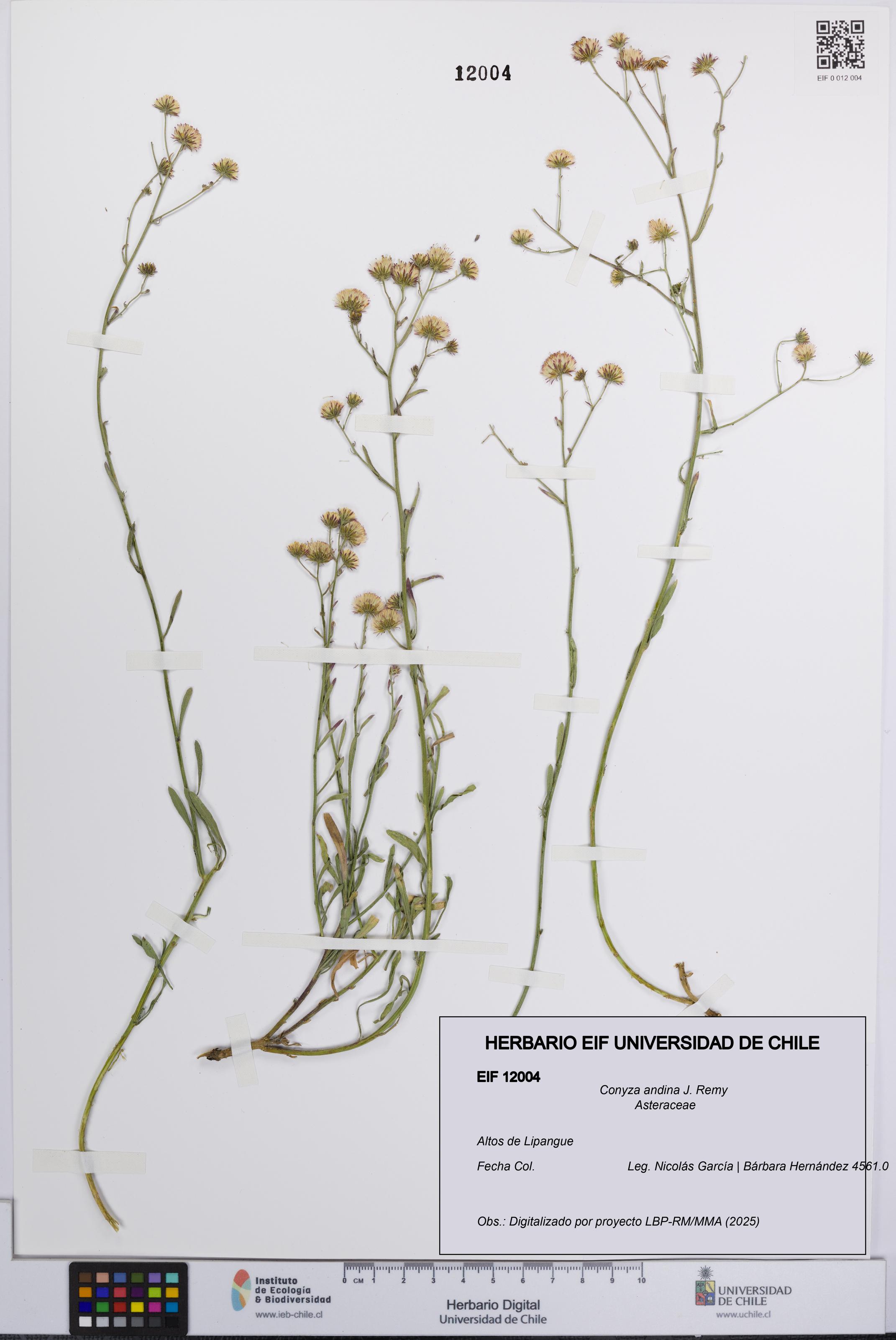 Conyza andina [Espécimen: UCH:EIF:0012004]