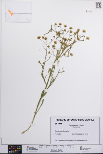 Conyza andina [Espécimen: UCH:EIF:0012005]