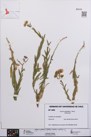 Conyza arabidifolia [Espécimen: UCH:EIF:0012006]