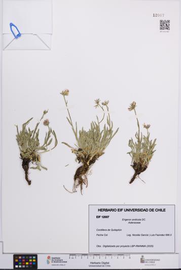 Erigeron andicola [Espécimen: UCH:EIF:0012007]