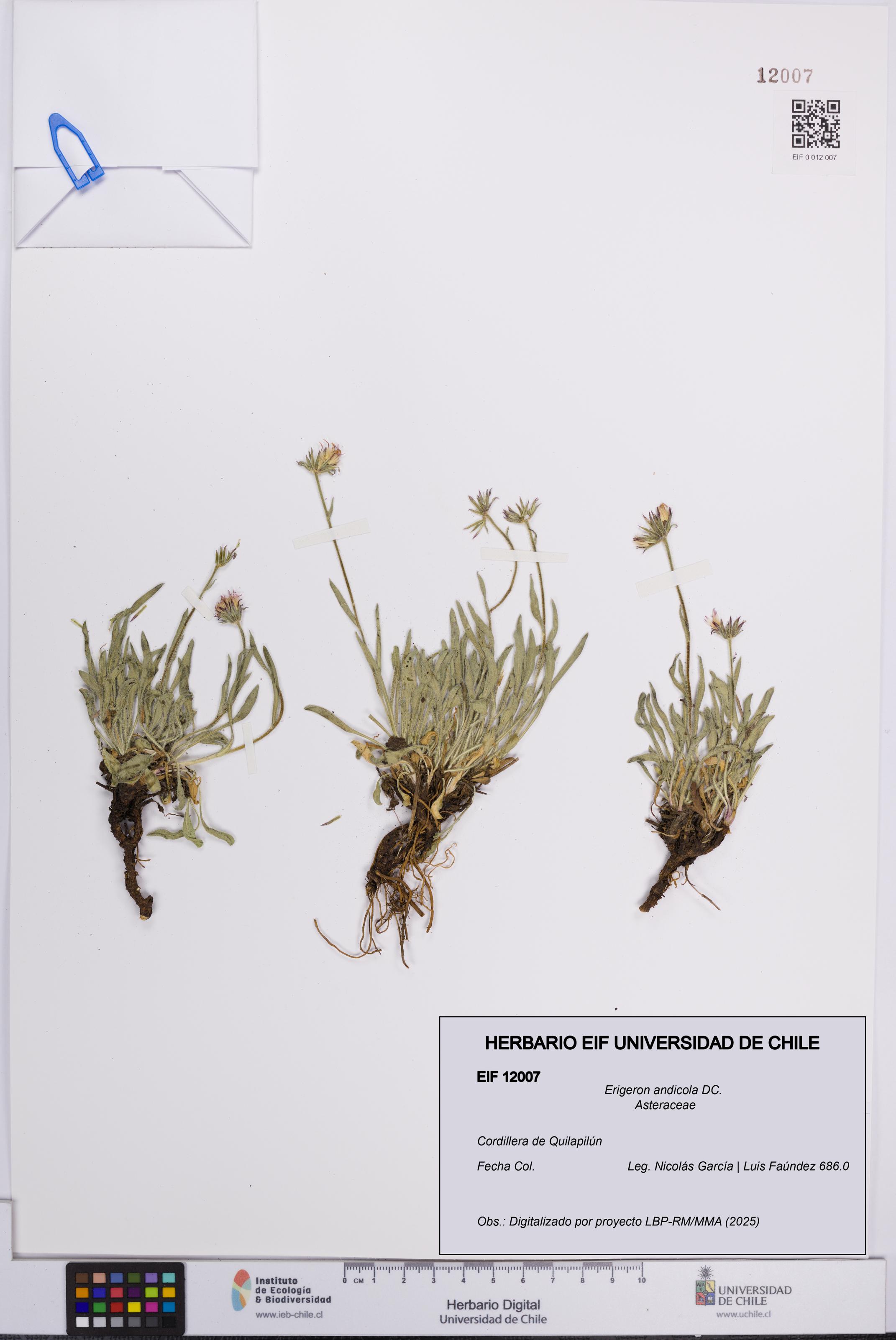 Erigeron andicola [Espécimen: UCH:EIF:0012007]