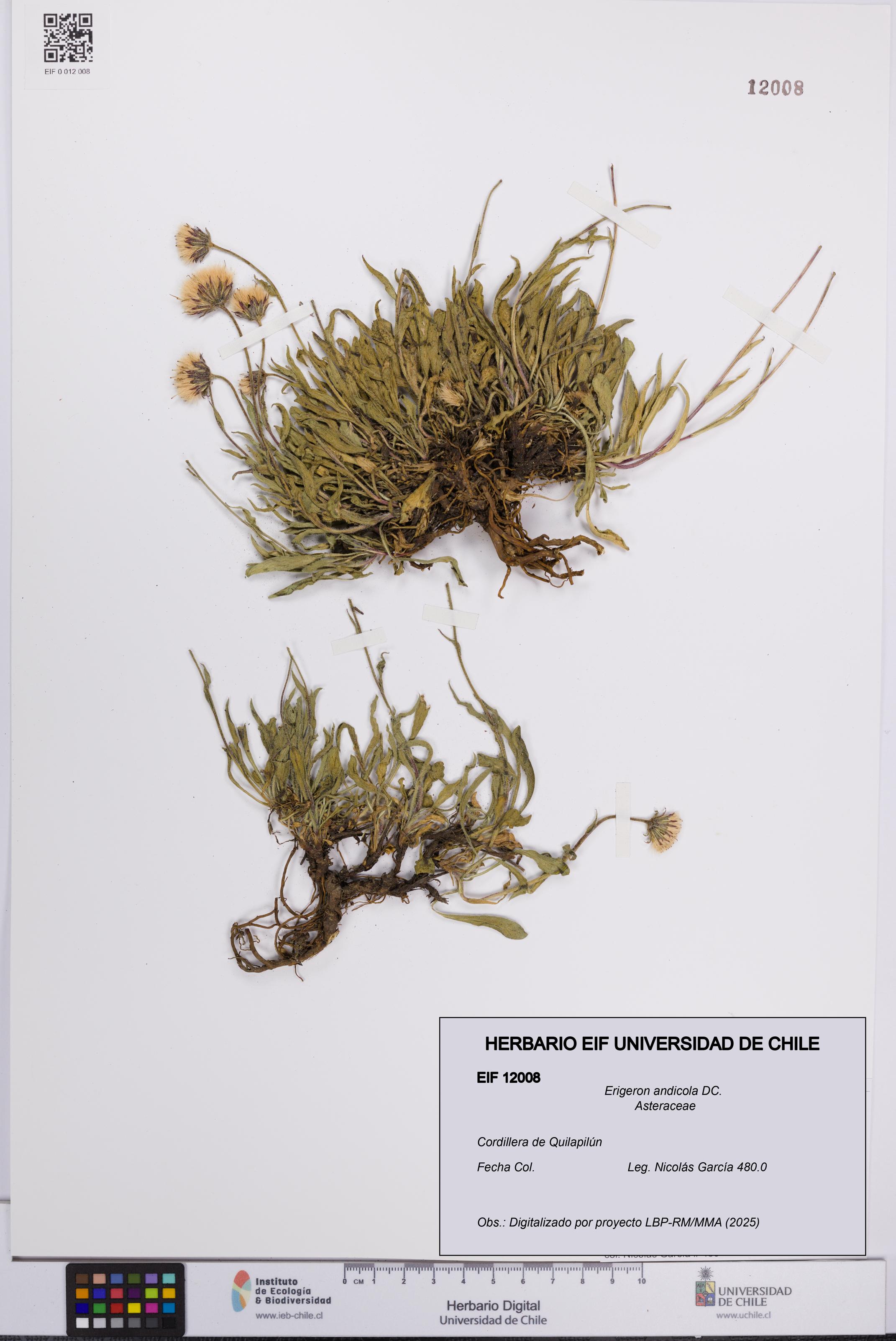 Erigeron andicola [Espécimen: UCH:EIF:0012008]