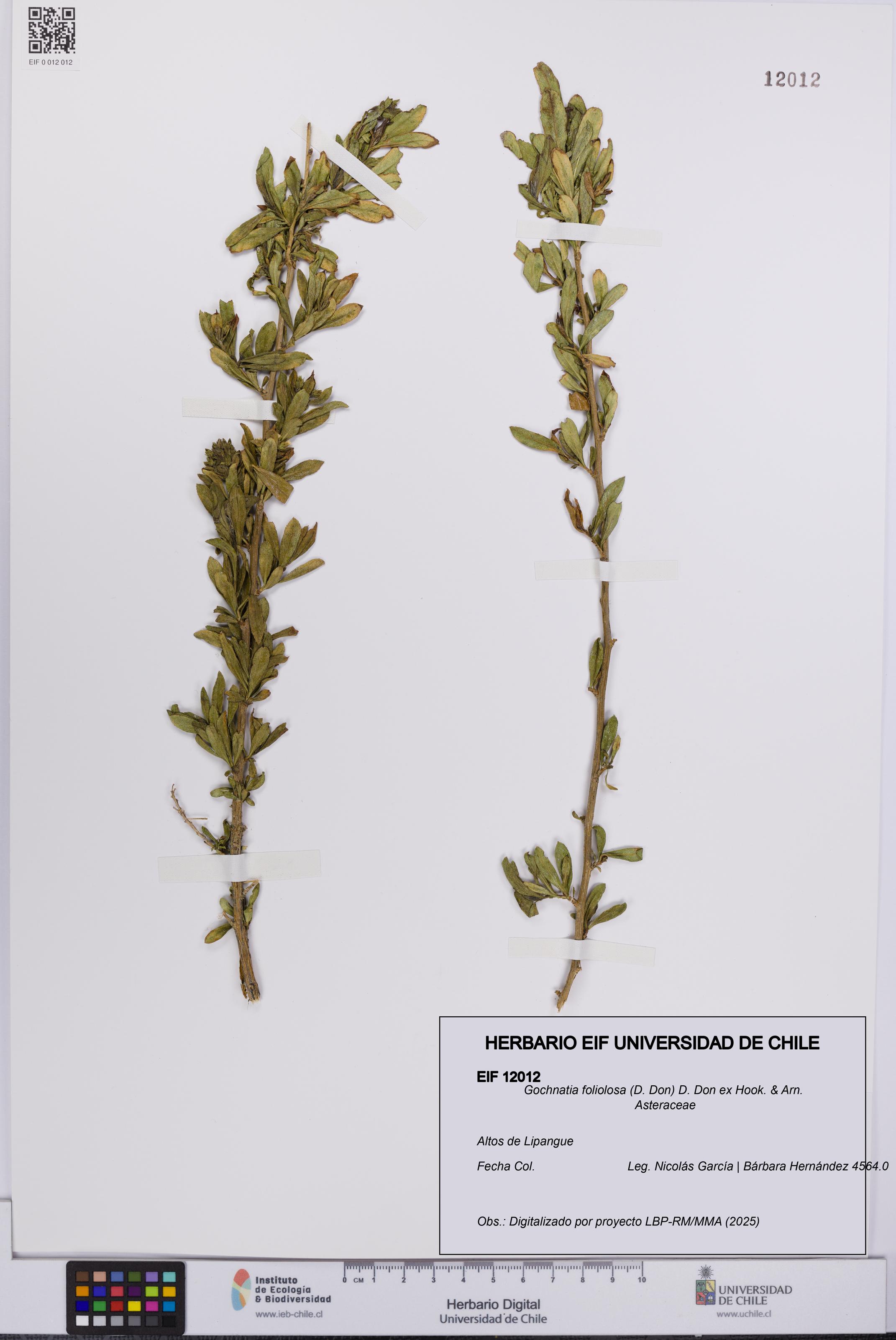 Gochnatia foliolosa [Espécimen: UCH:EIF:0012012]