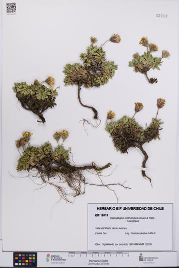 Haplopappus anthylloides [Espécimen: UCH:EIF:0012013]