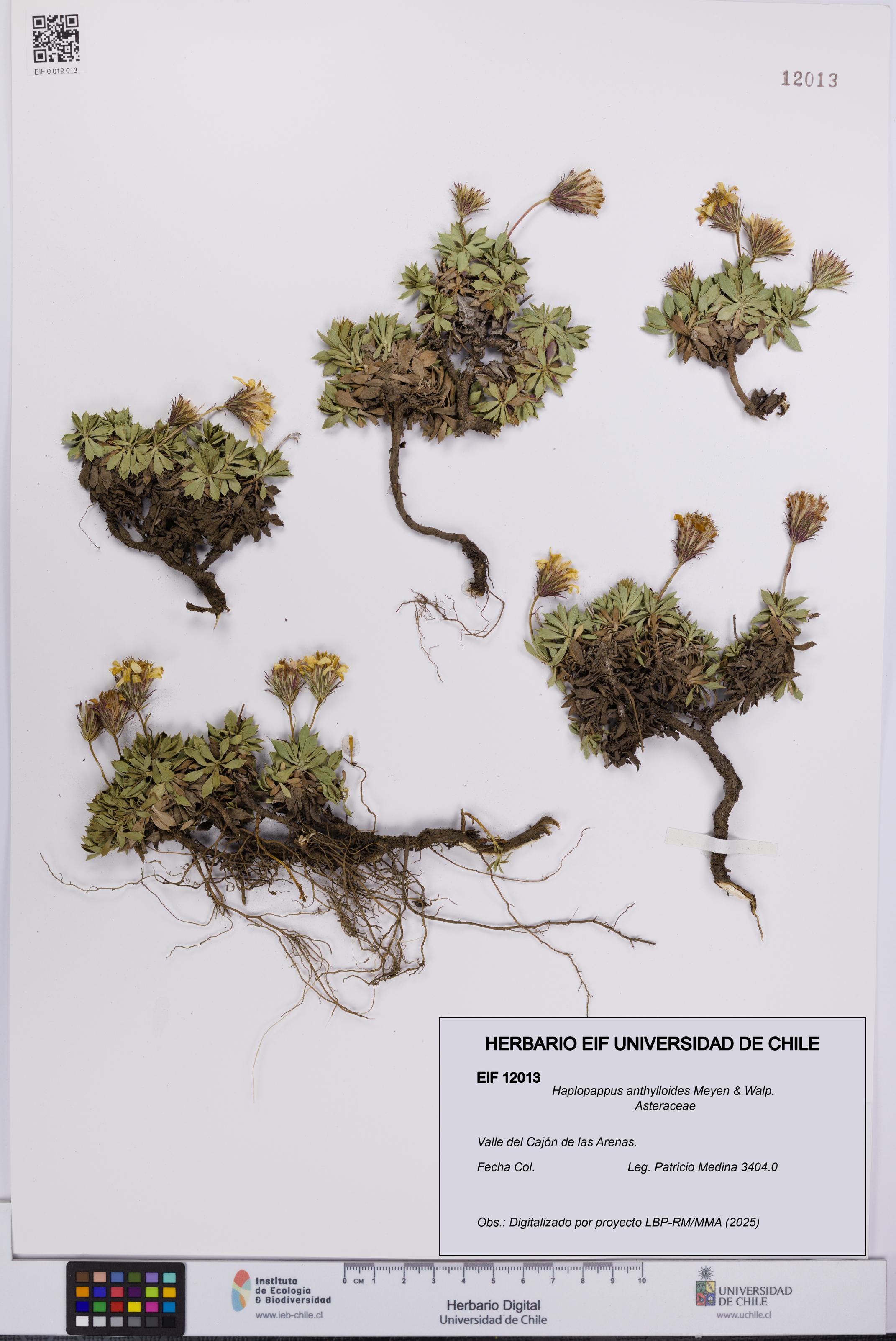 Haplopappus anthylloides [Espécimen: UCH:EIF:0012013]