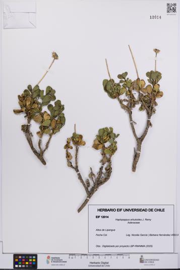 Haplopappus arbutoides [Espécimen: UCH:EIF:0012014]