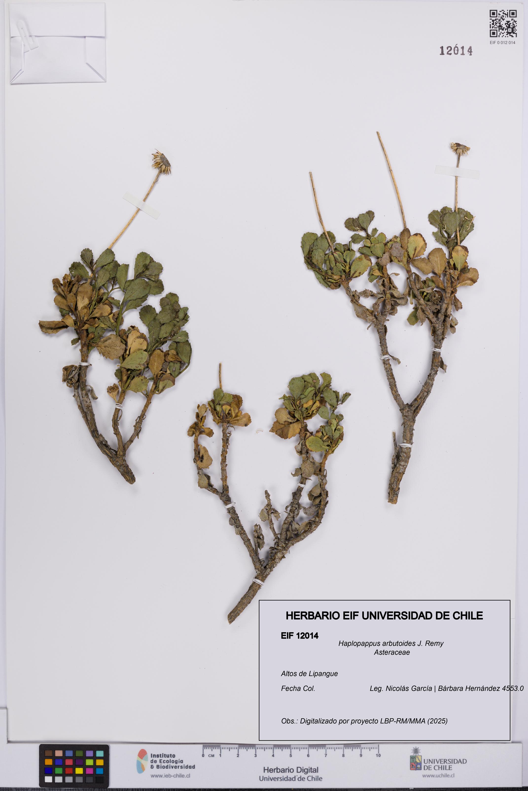 Haplopappus arbutoides [Espécimen: UCH:EIF:0012014]