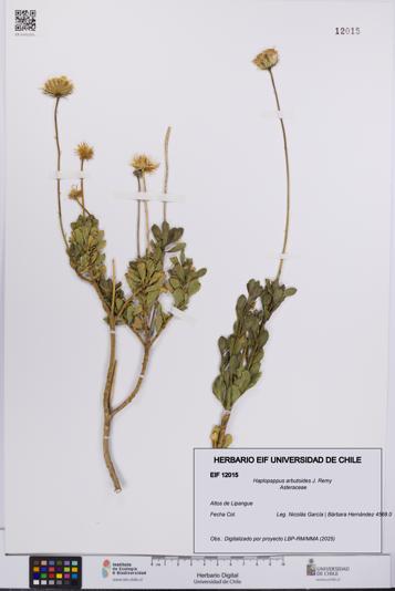 Haplopappus arbutoides [Espécimen: UCH:EIF:0012015]