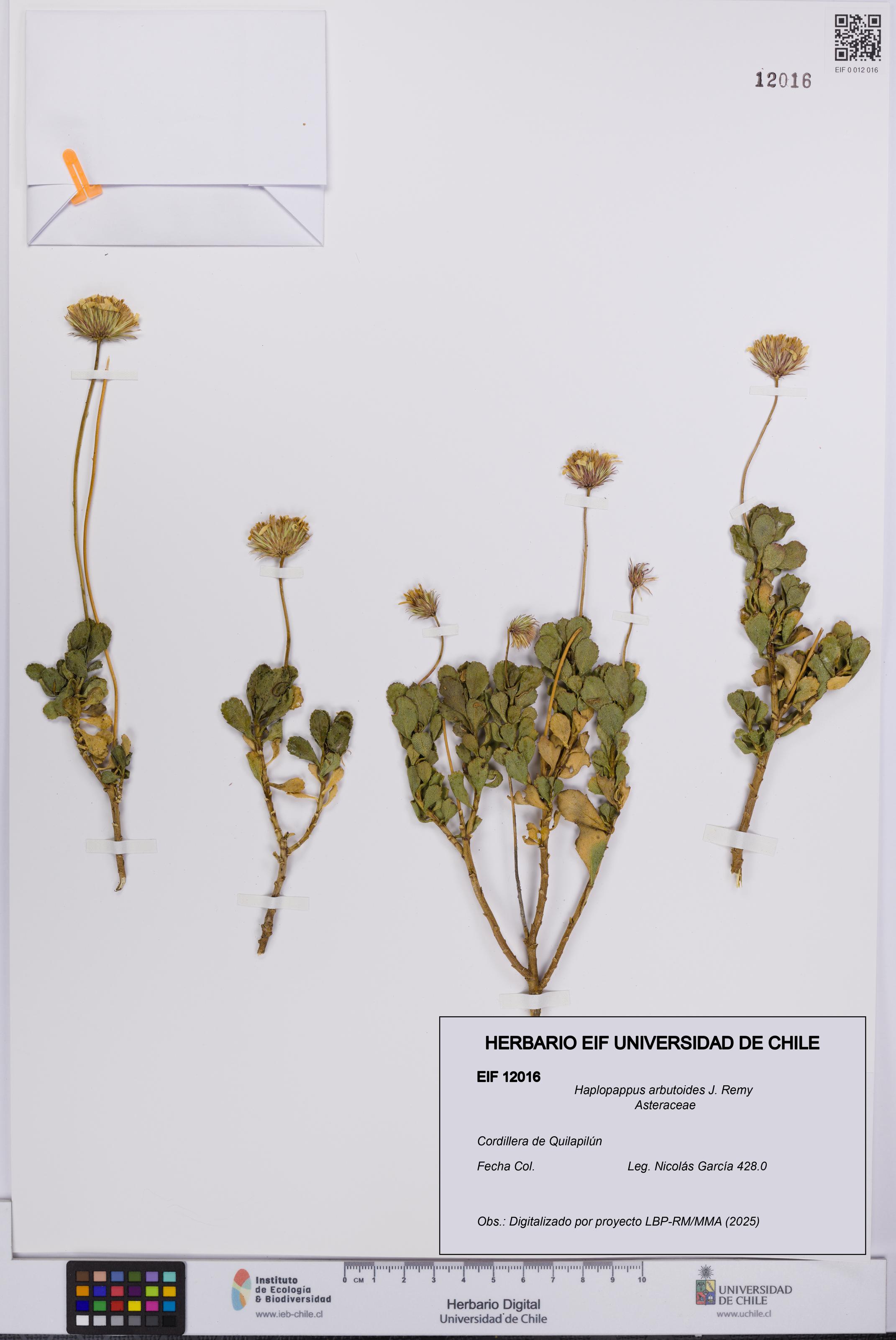 Haplopappus arbutoides [Espécimen: UCH:EIF:0012016]