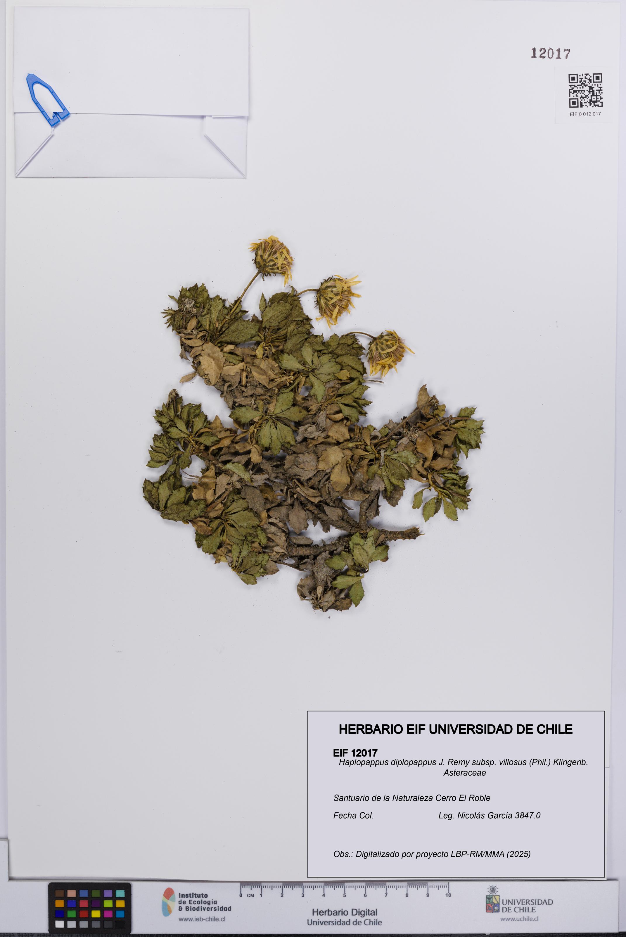 Haplopappus diplopappus [Espécimen: UCH:EIF:0012017]