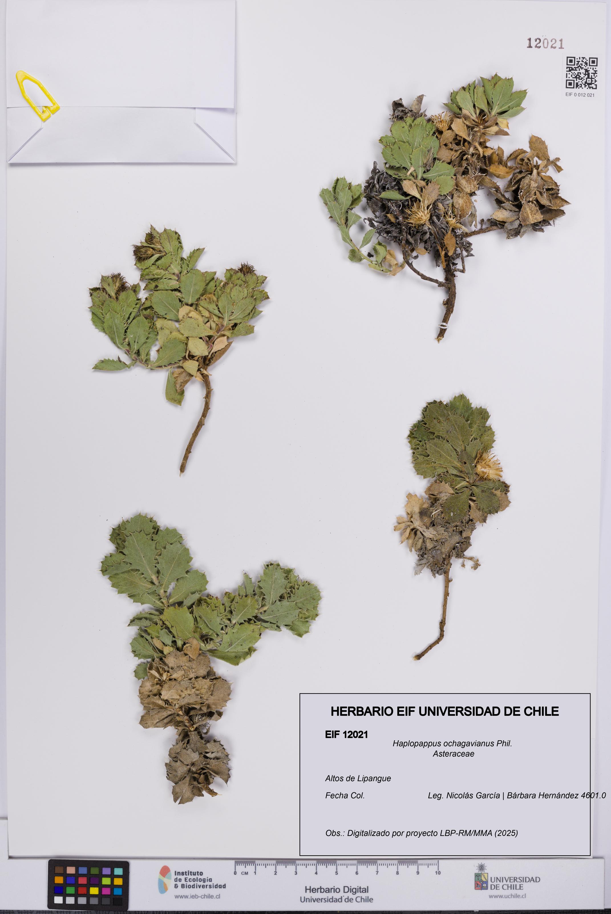 Haplopappus ochagavianus [Espécimen: UCH:EIF:0012021]