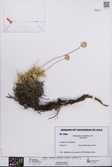 Haplopappus pinnatifidus [Espécimen: UCH:EIF:0012022]