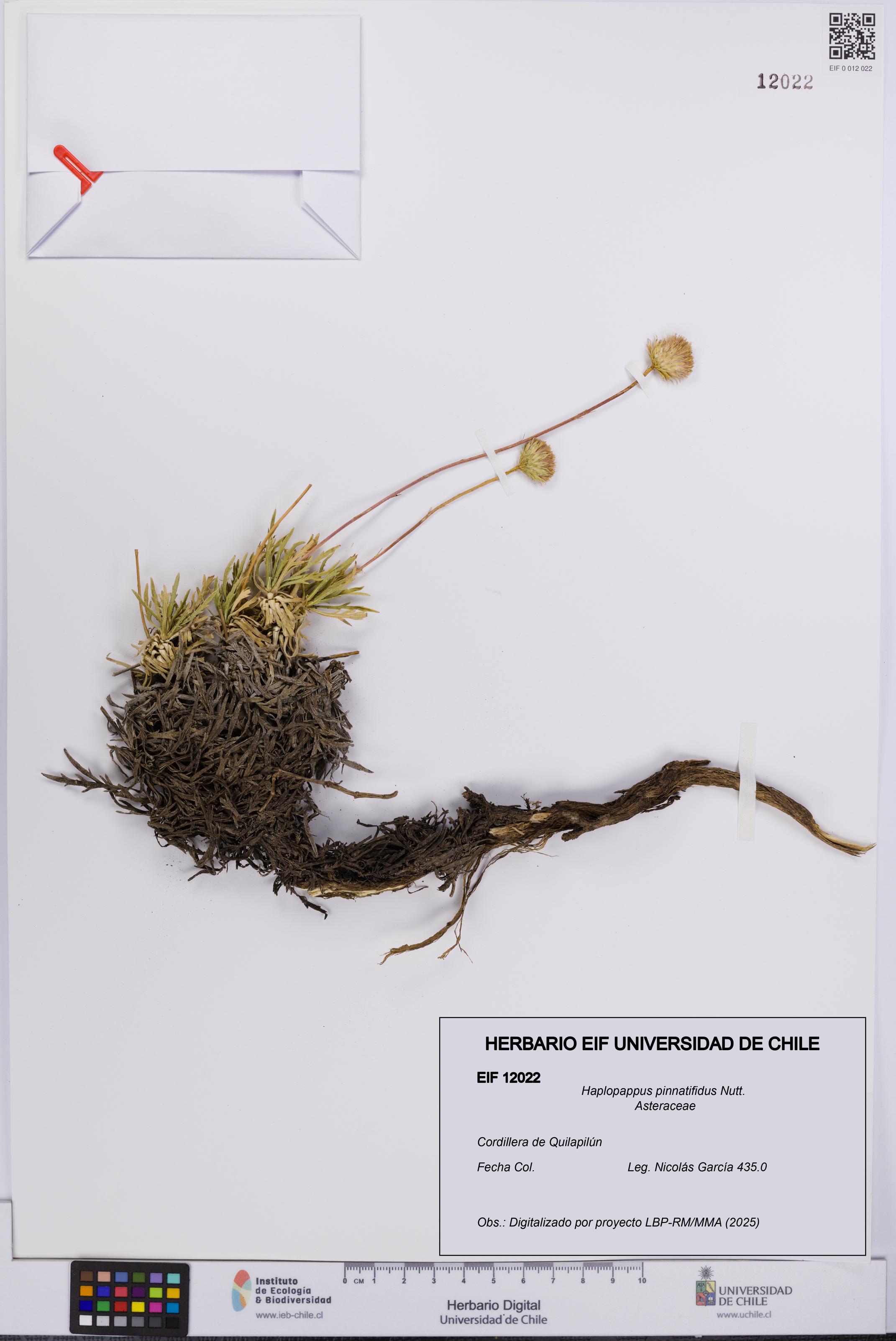 Haplopappus pinnatifidus [Espécimen: UCH:EIF:0012022]