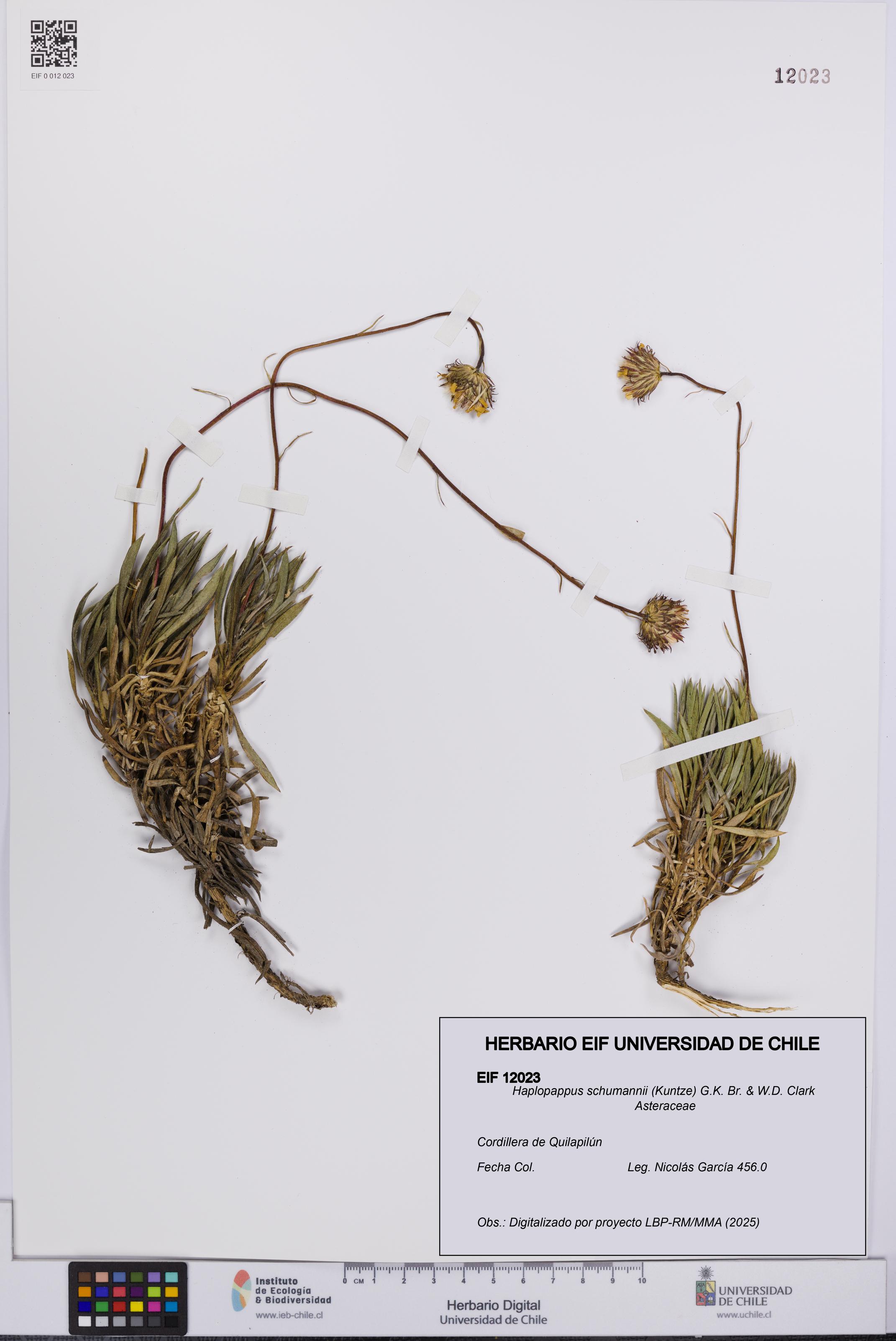 Haplopappus schumannii [Espécimen: UCH:EIF:0012023]