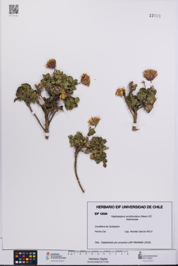 Haplopappus scrobiculatus [Espécimen: UCH:EIF:0012024]